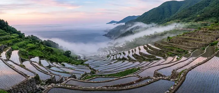 안개 속의 계단식 논