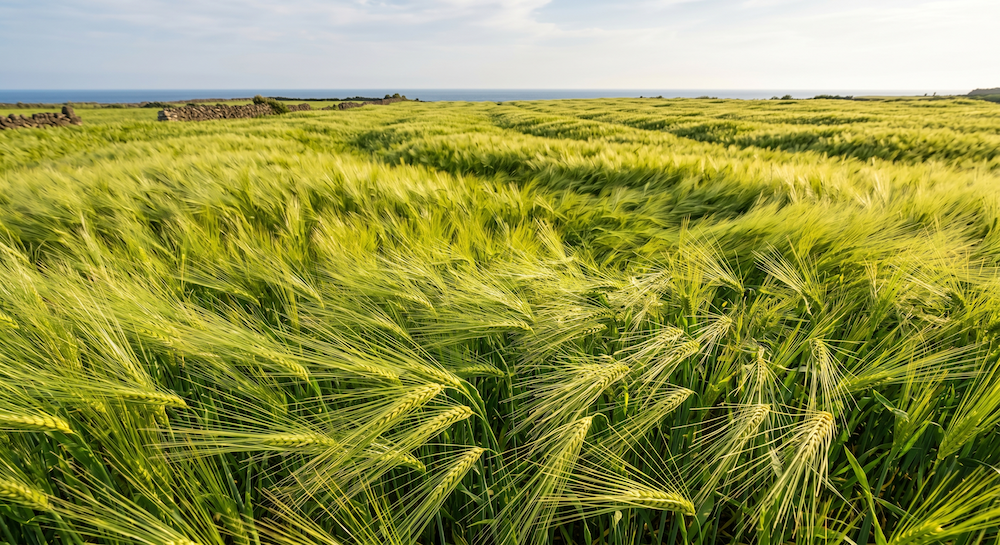 바람에 흔들리는 가파도 청보리 물결