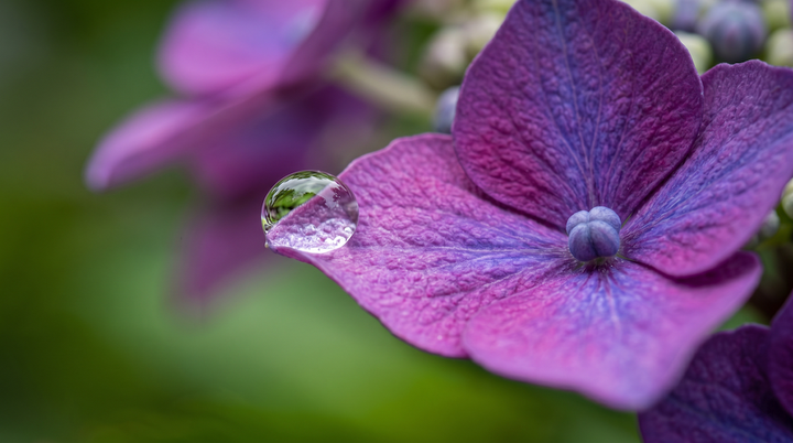 매크로 렌즈로 포착한 수국의 디테일과 이슬