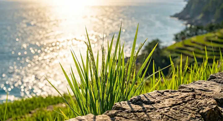 벼 잎의 질감과 보석 같은 윤슬