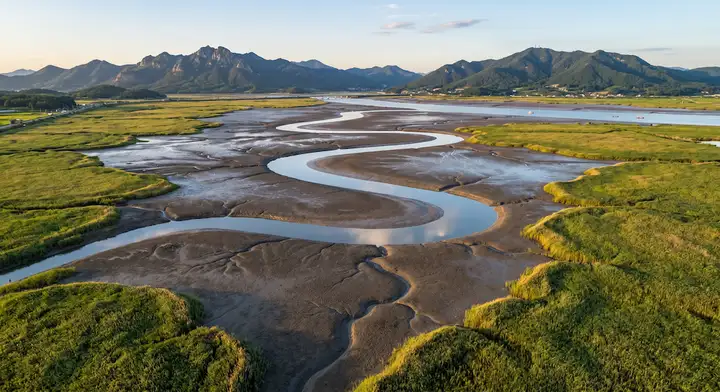 순천만 습지의 푸른 갈대와 S자 수로