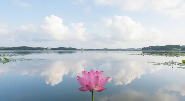 강릉 경포가시연습지의 평온한 호수 위에 떠 있는 분홍빛 연꽃과 푸른 여름 하늘 구름의 아름다운 반영_clean